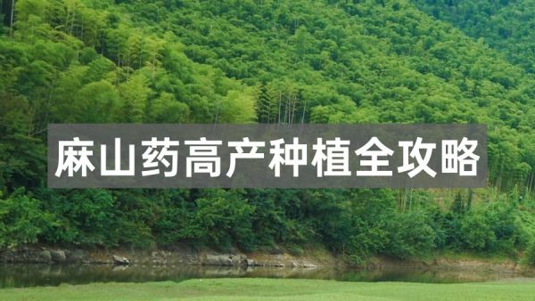 麻山藥高產(chǎn)種植全攻略
