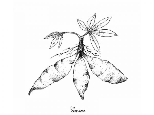 麻山藥的種植智慧：掌握關(guān)鍵要點(diǎn)確保高產(chǎn)優(yōu)質(zhì)