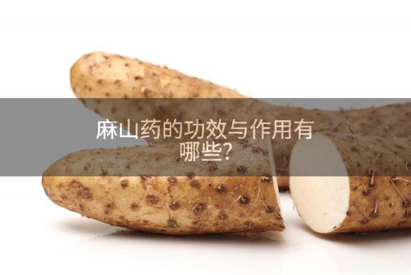 麻山药的功效与作用有哪些?