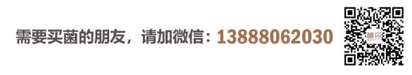 需要買菌的朋友請加微信：13888062030