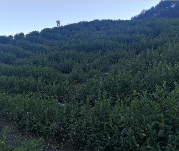 生態(tài)茶葉禮盒裝 過節(jié)送茶送健康【鴉鵲山】
