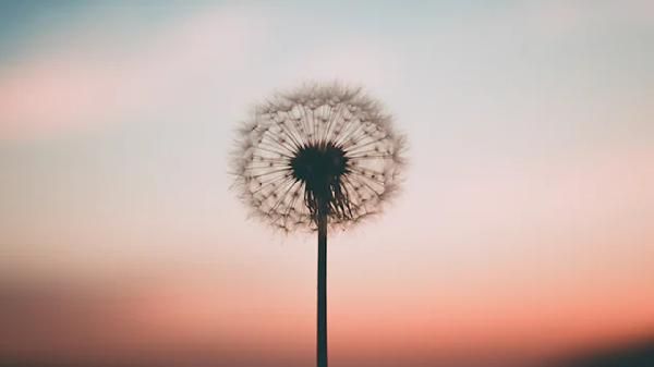蒲公英泡茶能減肥嗎