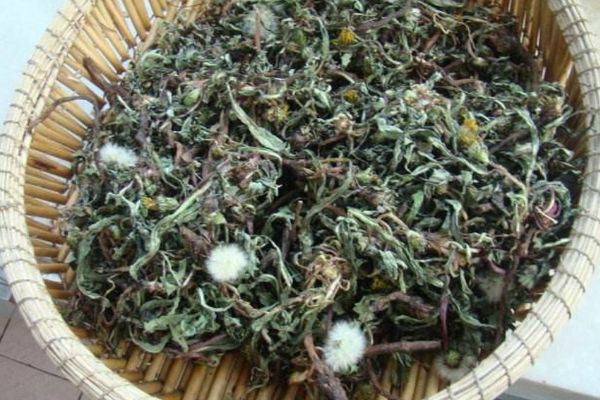 蒲公英茶的十大功效與禁忌，蒲公英茶的作用與功效