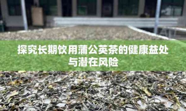 探究長期飲用蒲公英茶的健康益處與潛在風(fēng)險(xiǎn)