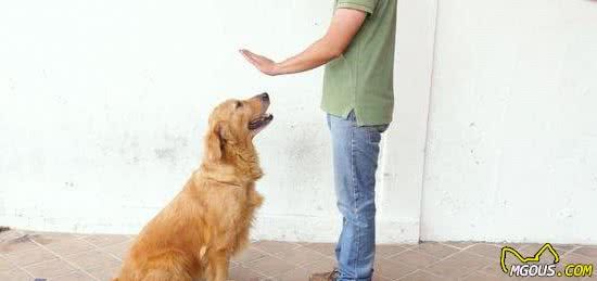 如何讓狗狗規(guī)規(guī)矩矩地等主人？該如何進行訓練？原地停留的訓練法