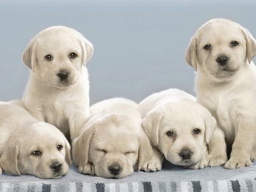 狗狗健康检查：宠物主人竟陷入“原地打转”自我困惑