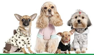 狗狗健康检查：宠物主人竟陷入“原地打转”自我困惑