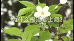 为什么喝酒会上瘾