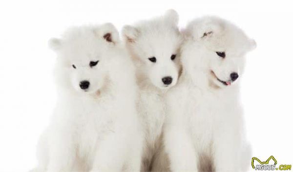 寵物健康：哺乳期母犬以及幼犬營(yíng)養(yǎng)方面的關(guān)鍵性問題