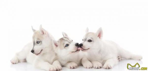 寵物健康：哺乳期母犬以及幼犬營(yíng)養(yǎng)方面的關(guān)鍵性問題