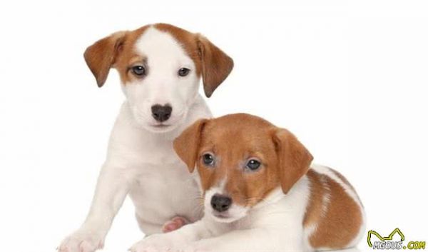 寵物健康：哺乳期母犬以及幼犬營(yíng)養(yǎng)方面的關(guān)鍵性問題