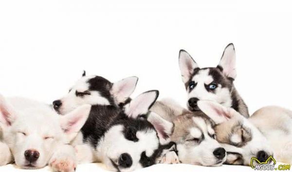 寵物健康：哺乳期母犬以及幼犬營(yíng)養(yǎng)方面的關(guān)鍵性問題