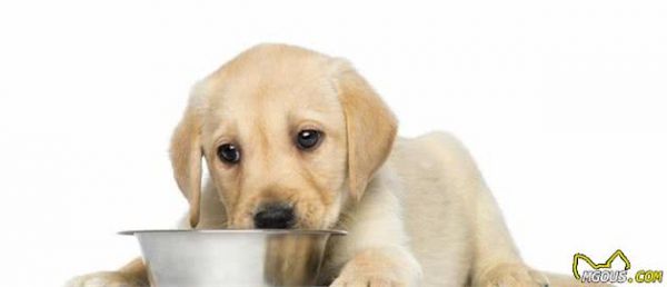 寵物健康：哺乳期母犬以及幼犬營(yíng)養(yǎng)方面的關(guān)鍵性問題