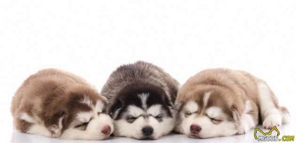 寵物健康：哺乳期母犬以及幼犬營(yíng)養(yǎng)方面的關(guān)鍵性問題