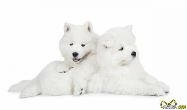 寵物健康：哺乳期母犬以及幼犬營(yíng)養(yǎng)方面的關(guān)鍵性問題
