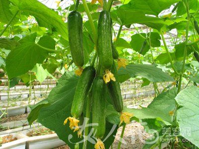 推薦5款排毒養(yǎng)顏的食療營養(yǎng)食譜