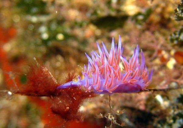 海兔和魷魚有哪些區(qū)別？二者營養(yǎng)價(jià)值相同嗎