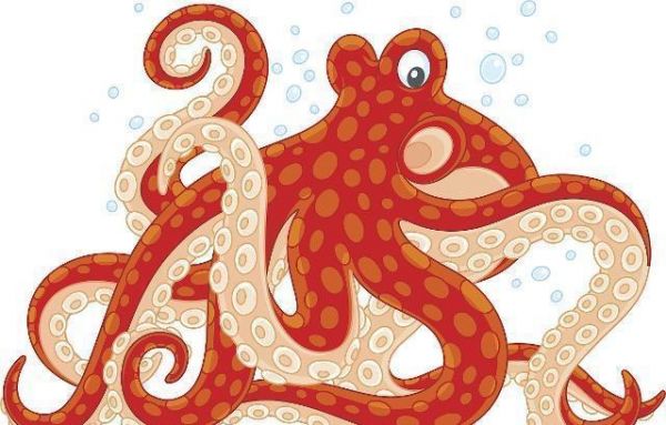 海兔和魷魚有哪些區(qū)別？二者營養(yǎng)價(jià)值相同嗎