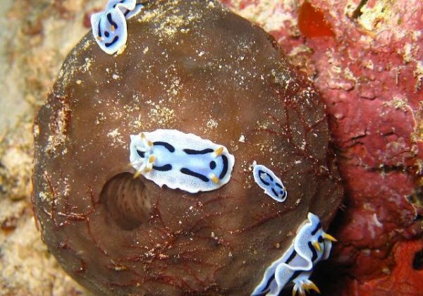 海兔和魷魚有哪些區(qū)別？二者營養(yǎng)價(jià)值相同嗎