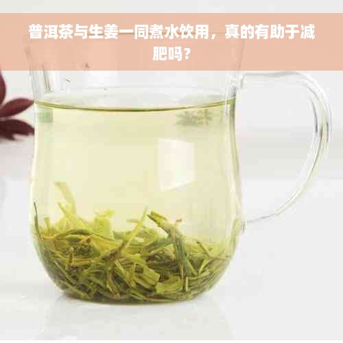 普洱茶與生姜一同煮水飲用，真的有助于減肥嗎？