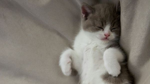 nadezhda-nikolaenko-sleep.jpg