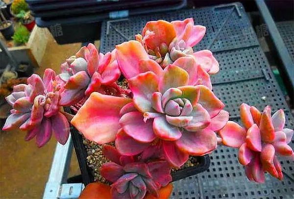 619241548ec04.jpg!b710