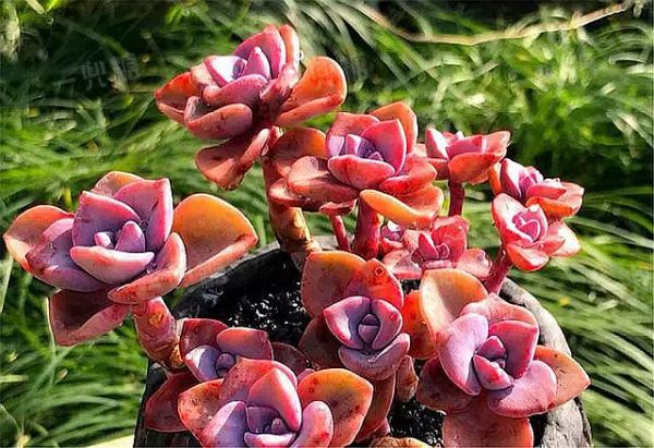 6192415525c05.jpg!b710