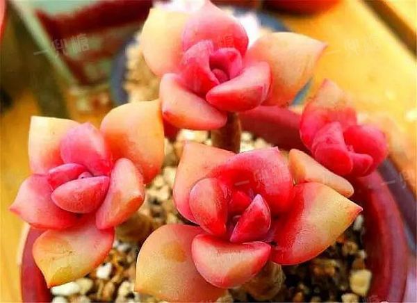 61924155b0c96.jpg!b710