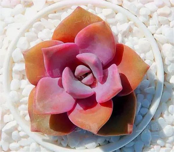 6192415659c44.jpg!b710