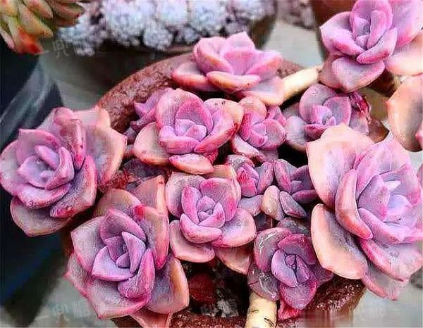 619241571efc8.jpg!b710