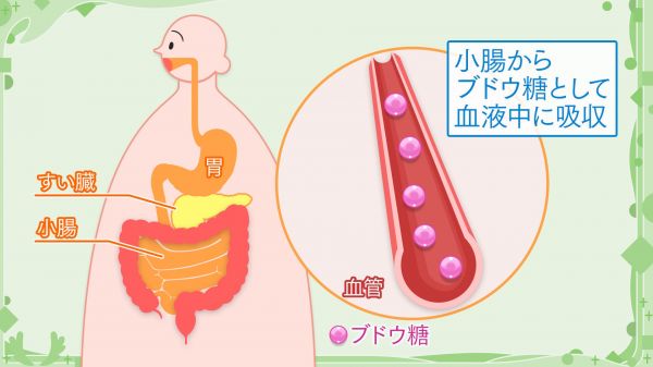 小腸からブドウ糖として血液中に吸収