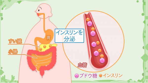 インスリンの働きにより血糖値は一定の範(fàn)囲內(nèi)におさまる