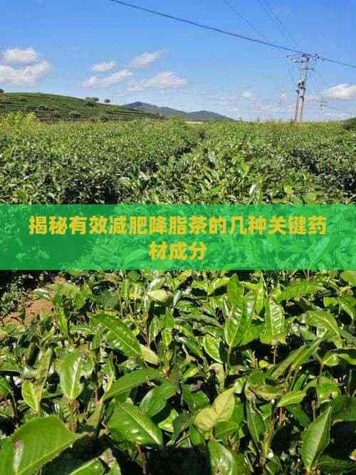 揭秘有效減肥降脂茶的幾種關(guān)鍵藥材成分