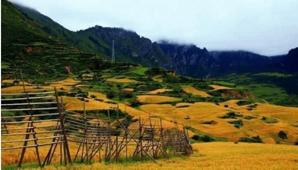 青稞高效栽培技術(shù)及病蟲害的綜合治理