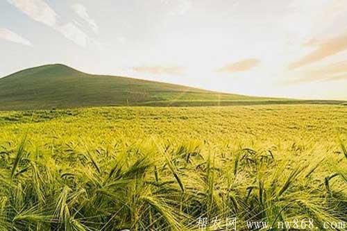 青稞如何種植才能達(dá)到高產(chǎn)的目的