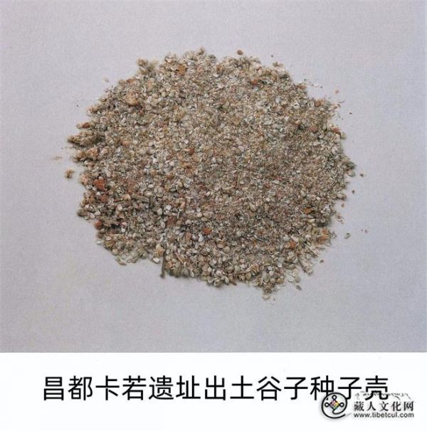 青稞、青稞糌粑、青稞酒3.jpg
