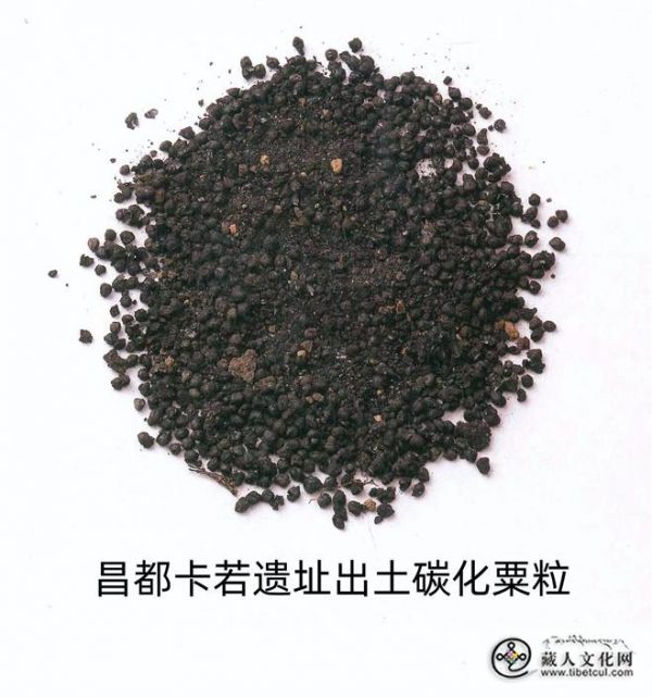 青稞、青稞糌粑、青稞酒1.jpg