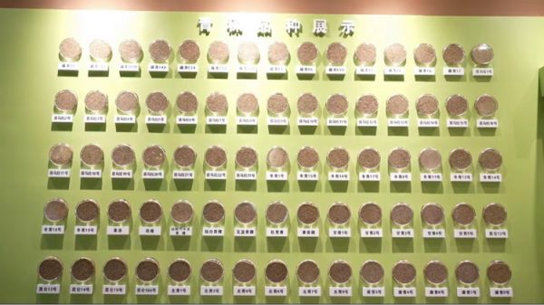 “青稞之鄉(xiāng)”有了西藏第一家青稞博物館
