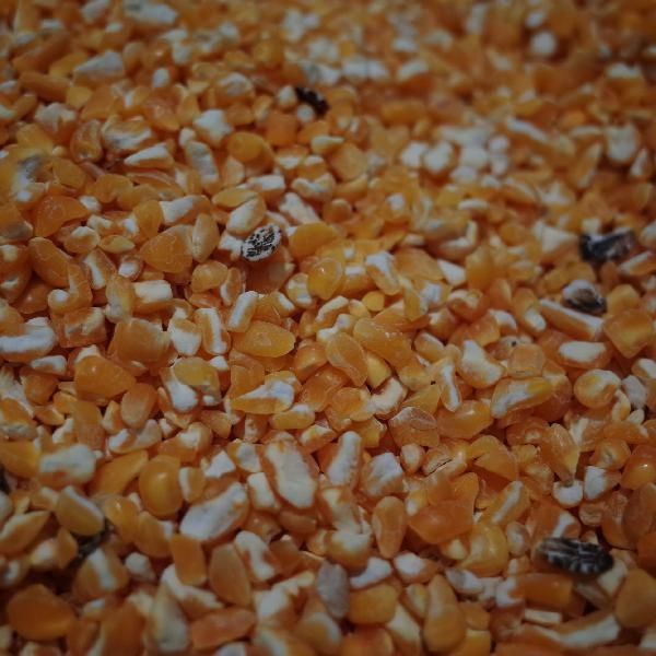 青稞是粗糧嗎還是細(xì)糧