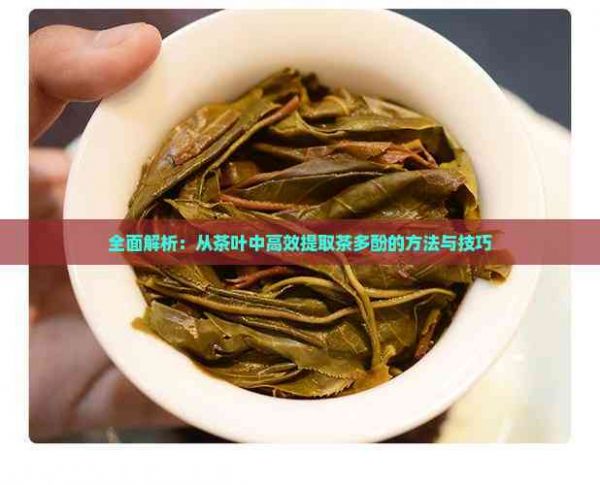 全面解析：從茶葉中高效提取茶多酚的方法與技巧