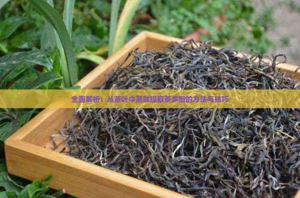 全面解析：從茶葉中高效提取茶多酚的方法與技巧