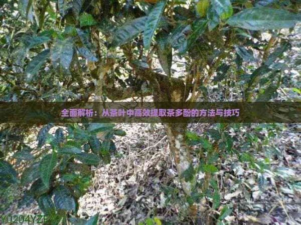 全面解析：從茶葉中高效提取茶多酚的方法與技巧