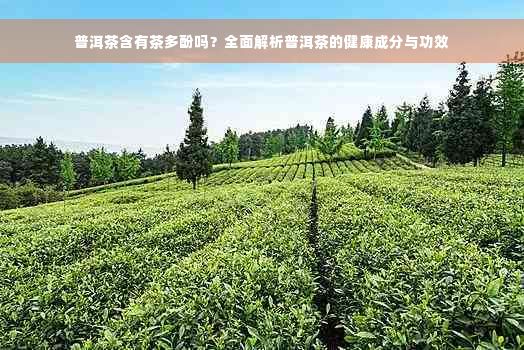 普洱茶含有茶多酚嗎？全面解析普洱茶的健康成分與功效