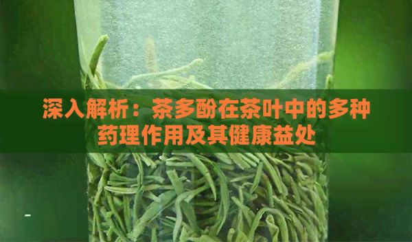 深入解析：茶多酚在茶葉中的多種藥理作用及其健康益處