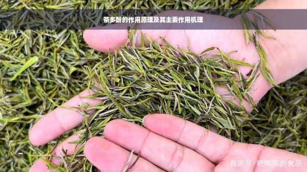 茶多酚的作用原理及其主要作用機(jī)理