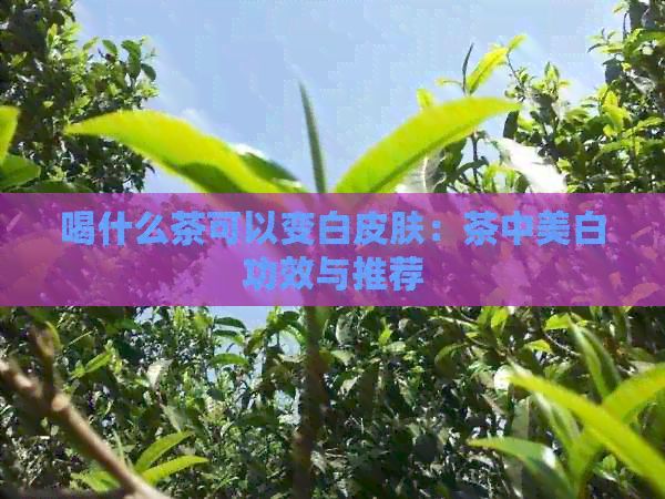 喝什么茶可以變白皮膚：茶中美白功效與推薦