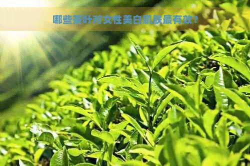 哪些茶叶对女性美白肌肤最有效？