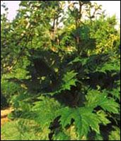 【大黄】原植物图