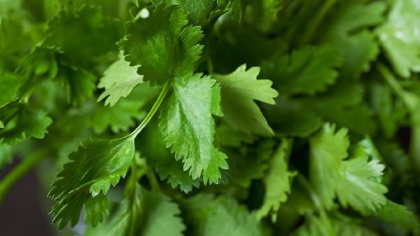 經(jīng)常吃香菜對(duì)身體好嗎