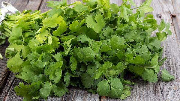 經(jīng)常吃香菜對(duì)身體好嗎